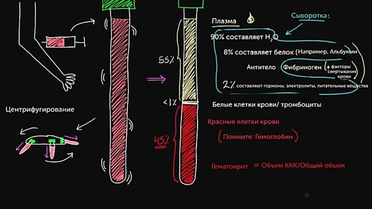Состав, свойства и функции крови