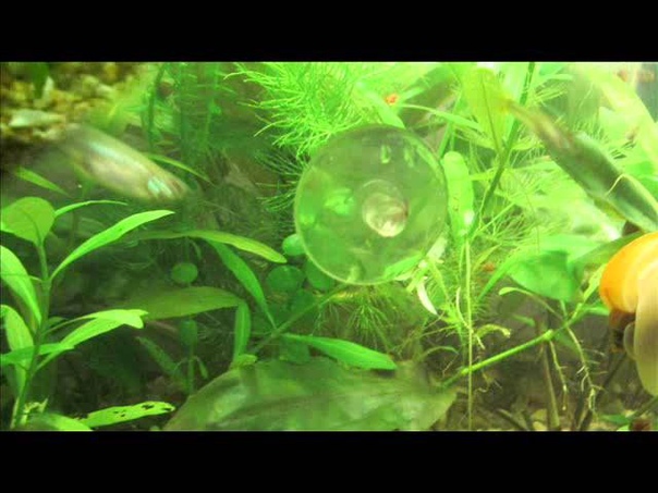 Разведение рыбы