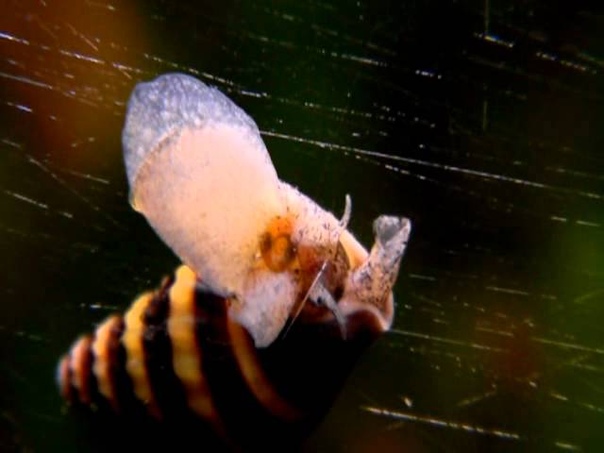 Живые корма