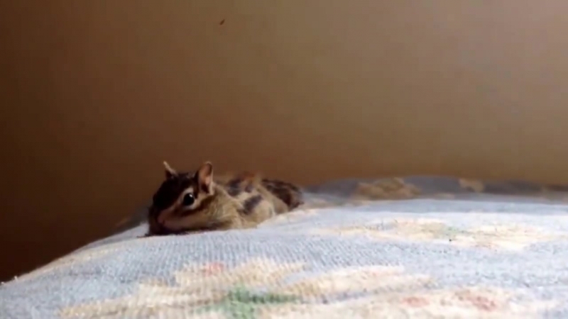 Кошки, собаки и другие животные
