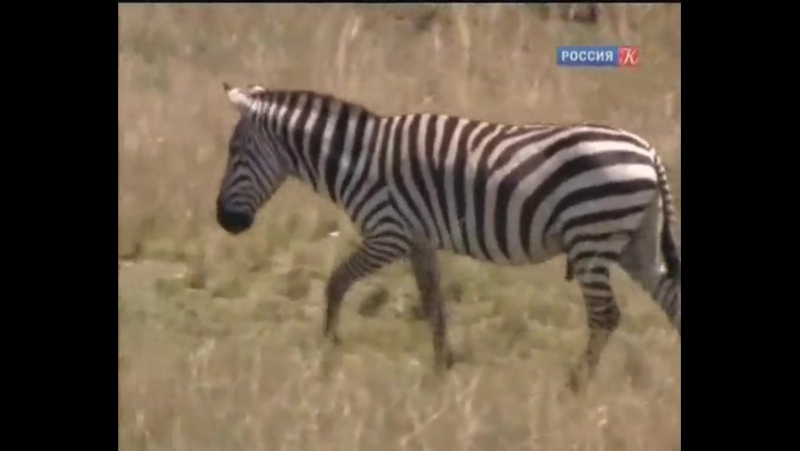 Дневник большой кошки | Big Cat Diary. BBC