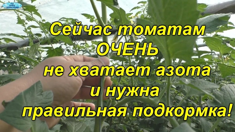 помидоры
