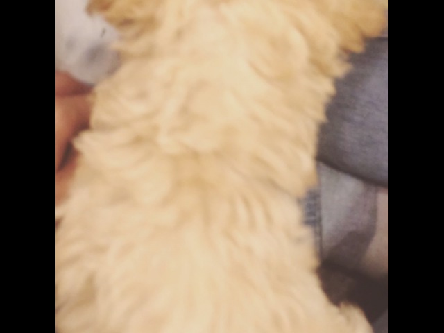 ∞ WOOHYUN's PUPPY - NAMU/Kkondok ∞