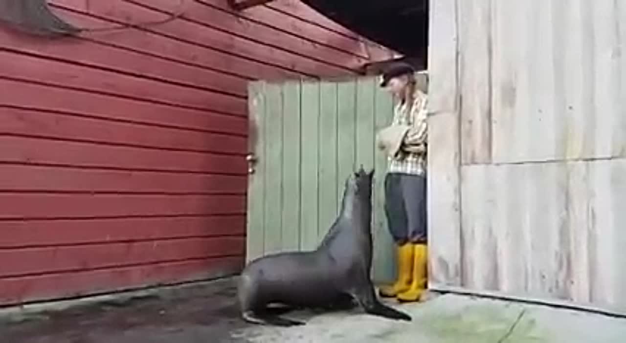 Animals