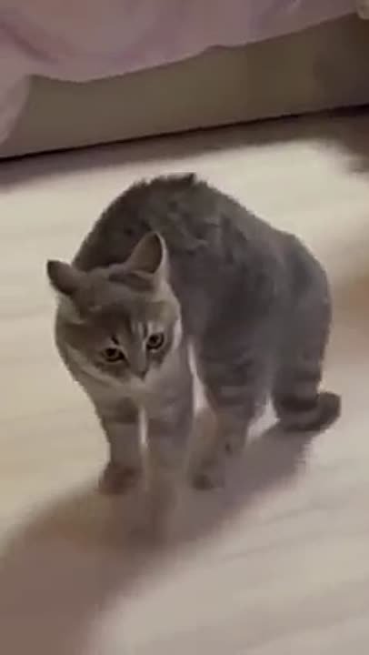Забавные и смешные коты | Приколы с котами| FUNNY CAT MEMES
