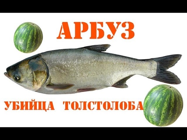 ТОЛСТОЛОБИК