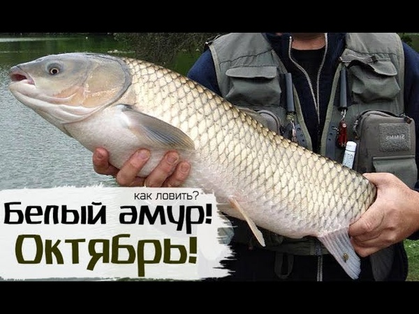 АМУР