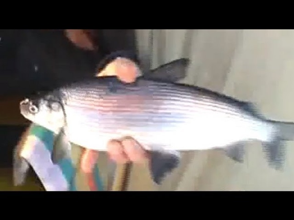 СИГ