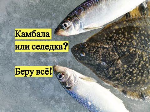 КАМБАЛА