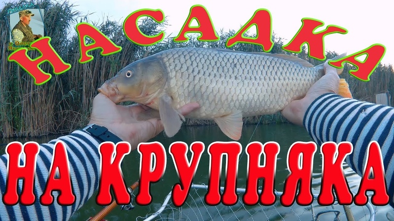 Лещь
