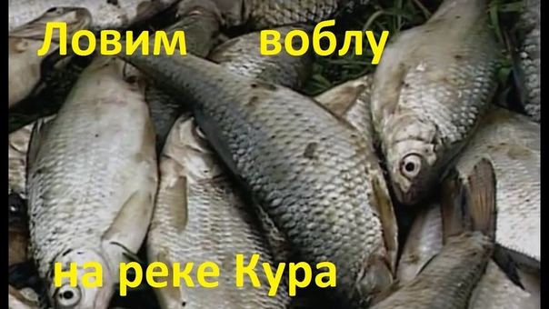 ВОБЛА