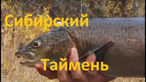ТАЙМЕНЬ
