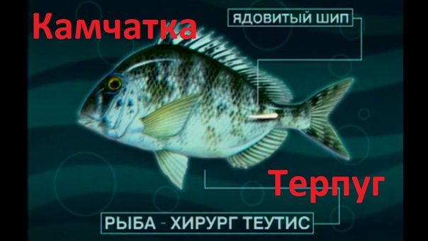 ТЕРПУГ