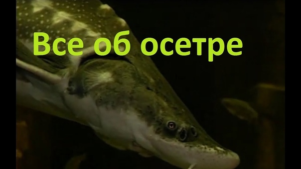 ОСЁТР