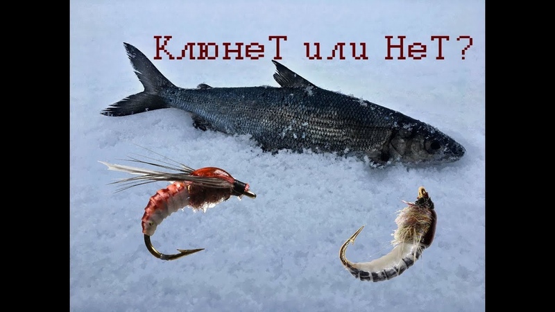 ТЕСТ СНАСТЕЙ