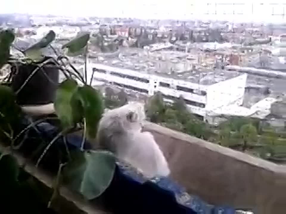 Челси