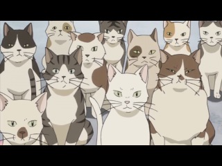 коты