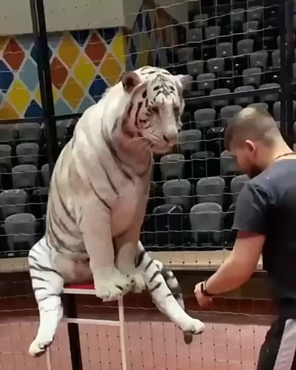 Кот