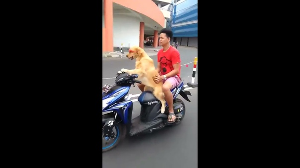 Из жизни животных