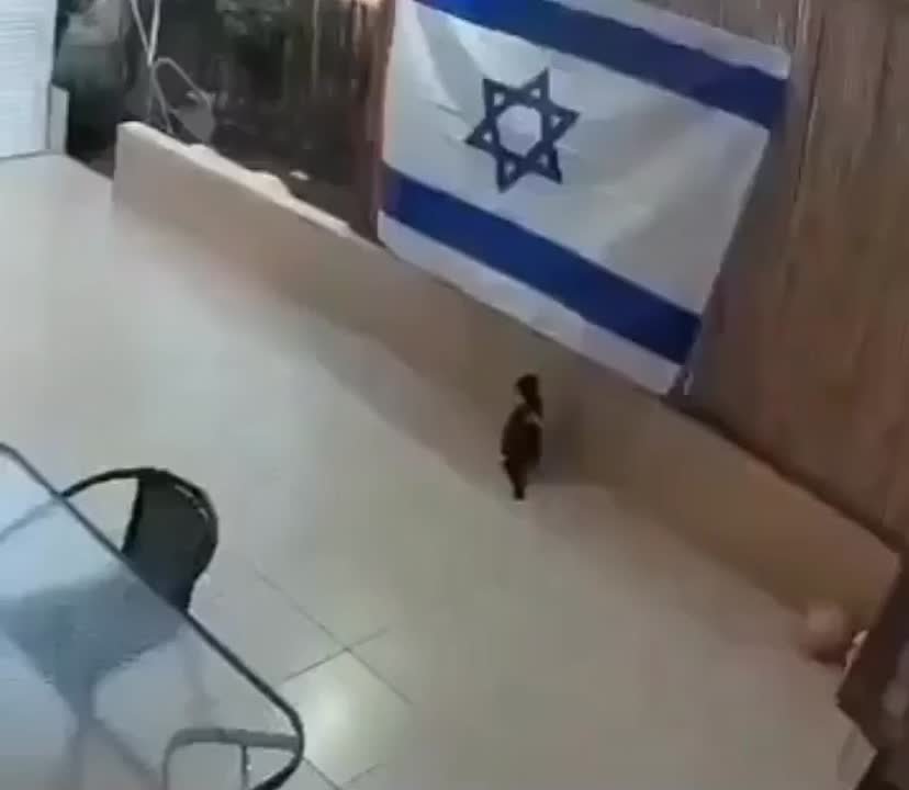 ЛАПКИ