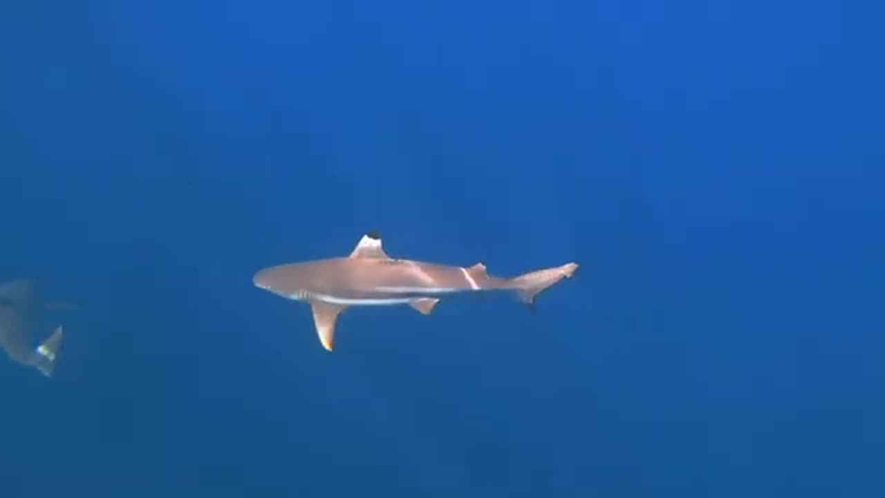 Акулы Sharkwater