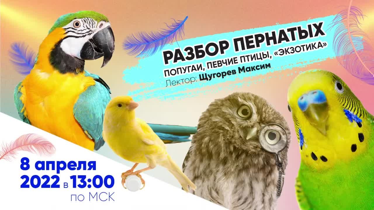 Вебинары "Хвост Ньюс"