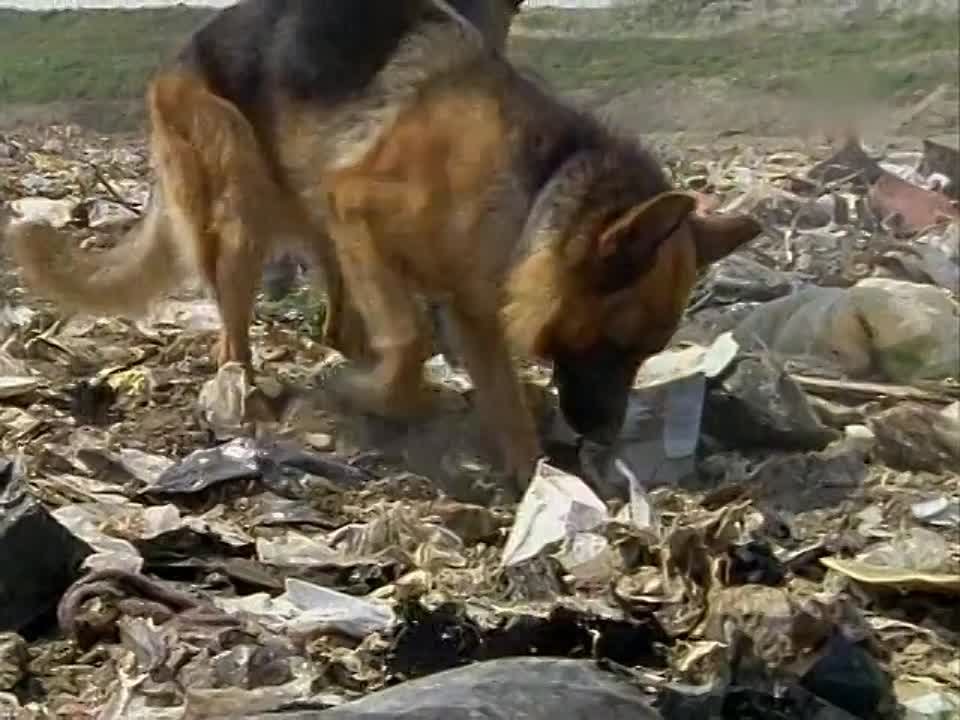 Комиссар Рекс / Kommissar Rex.