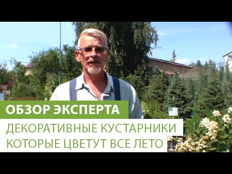 Живая изгородь