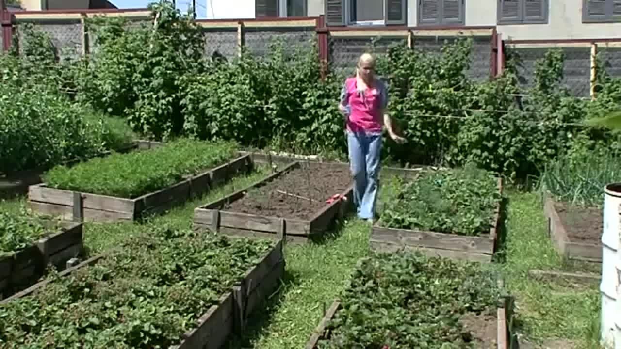 Как вырастить ягоду.