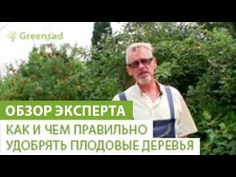 Как вырастить дерево.