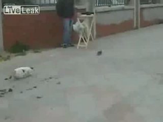 смех и только
