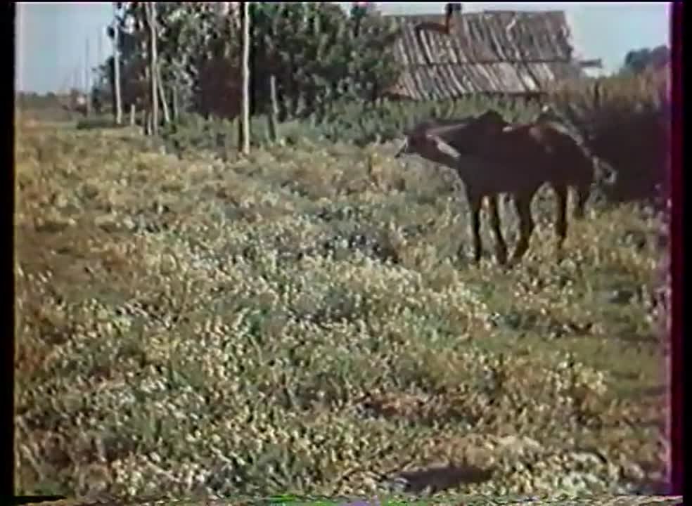 Документальное кино