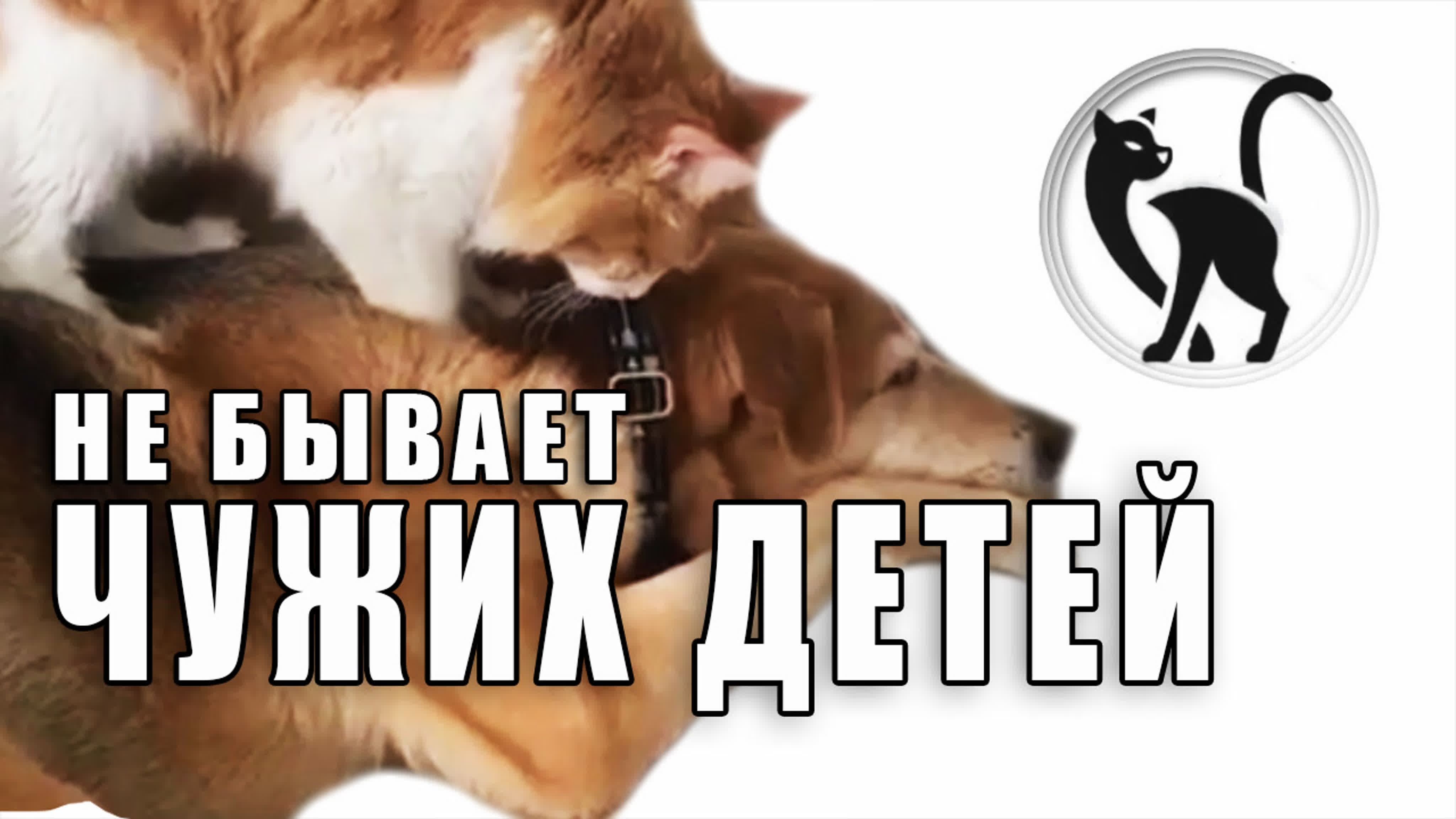 Удивительный Мир Животных