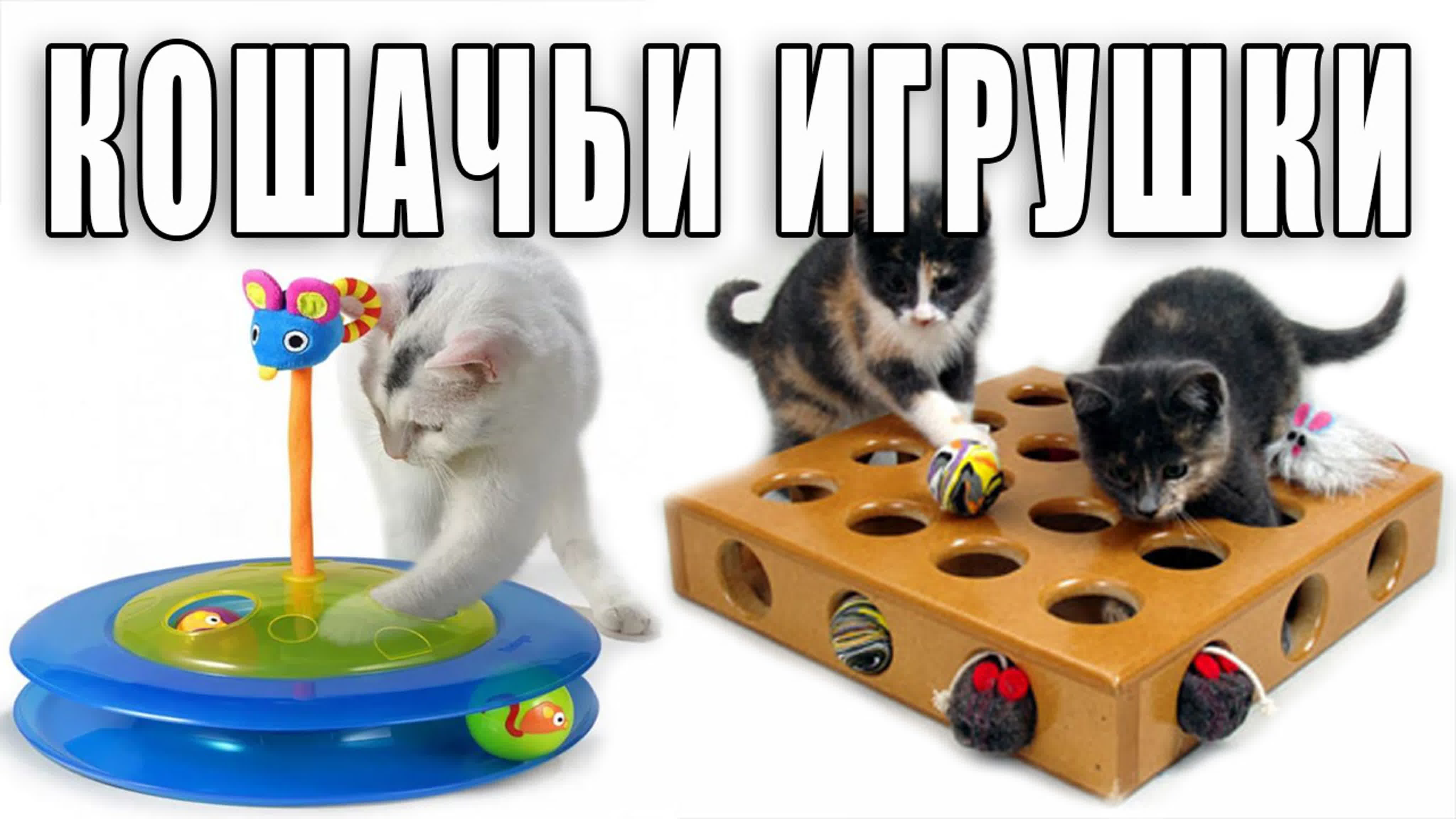 Советы фелинолога