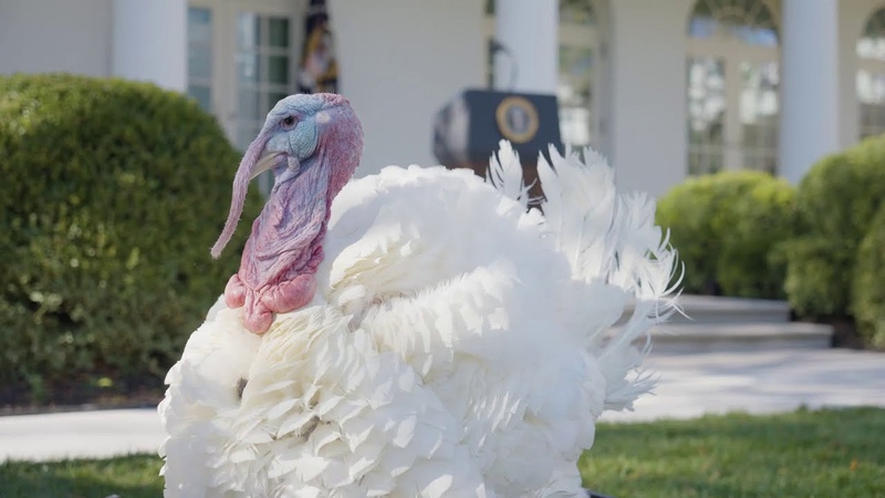 THANKSGIVING