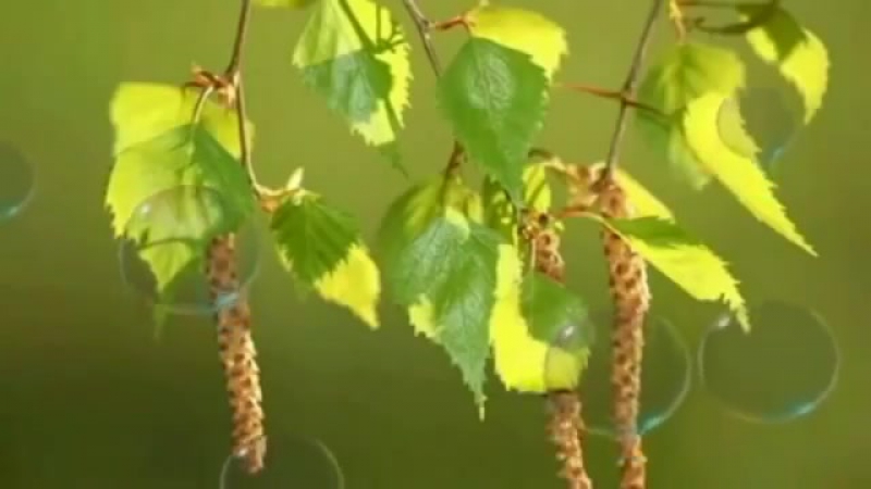 ПЕСНИ и ЗАРИСОВКИ  про Берёзу