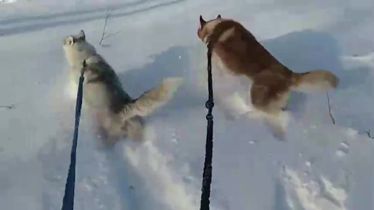 Хаски Яника, Беллами и Иварика г.Ялуторовск
