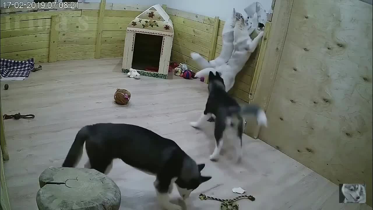 Детки Яники