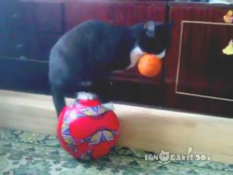 Коты