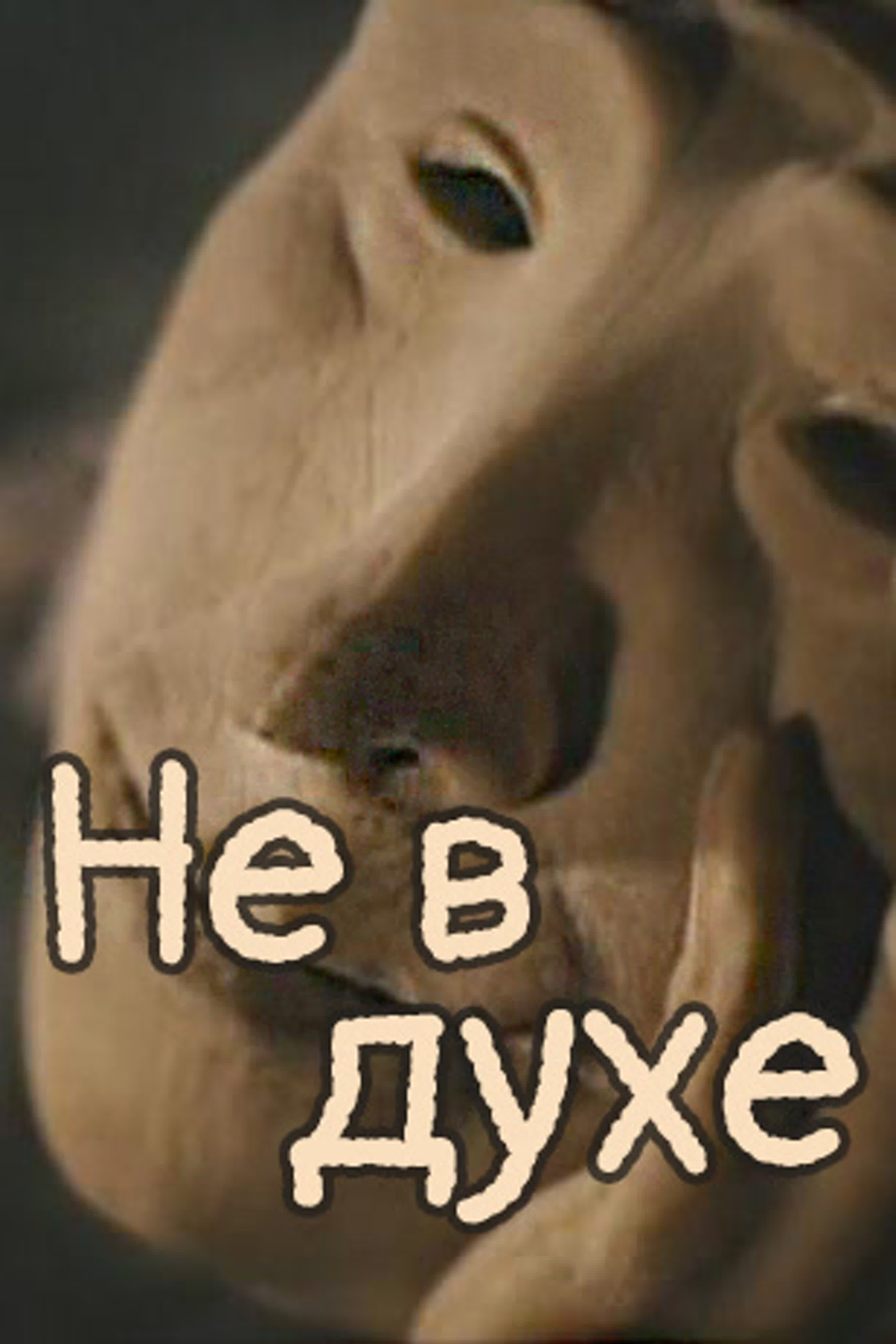 Не в духе