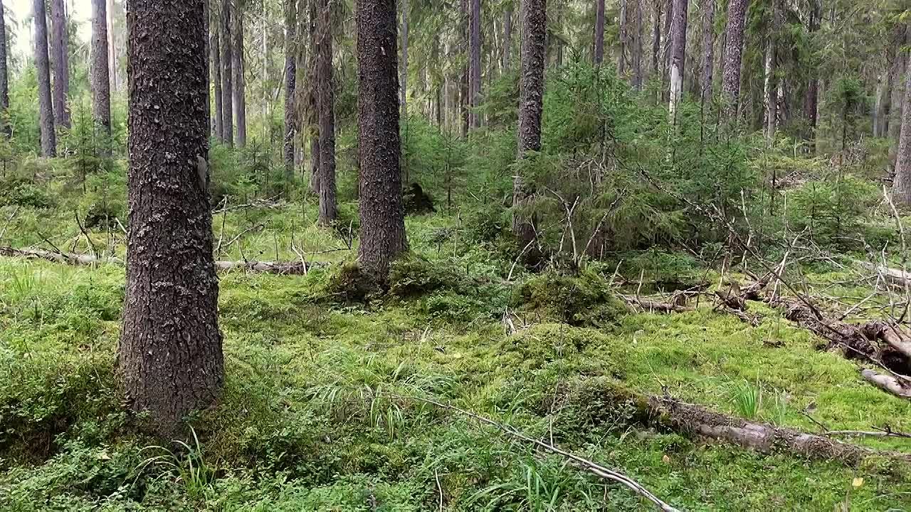 Удивительный мир природы