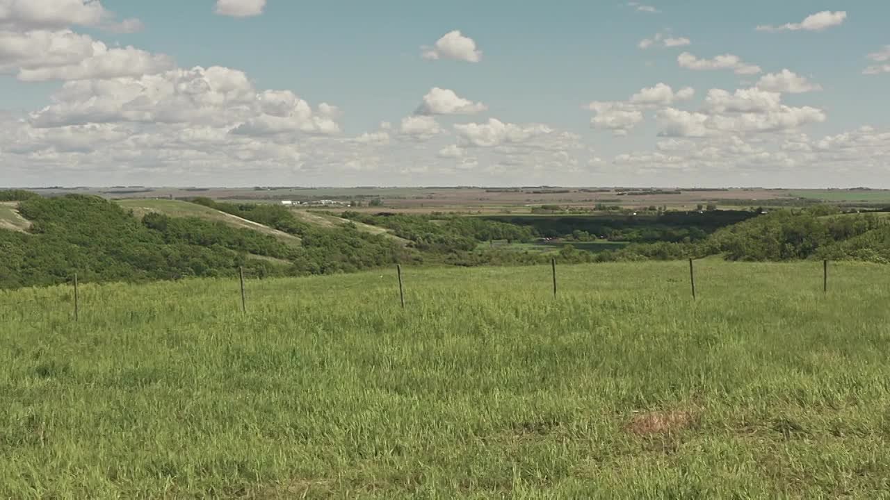 Пташка