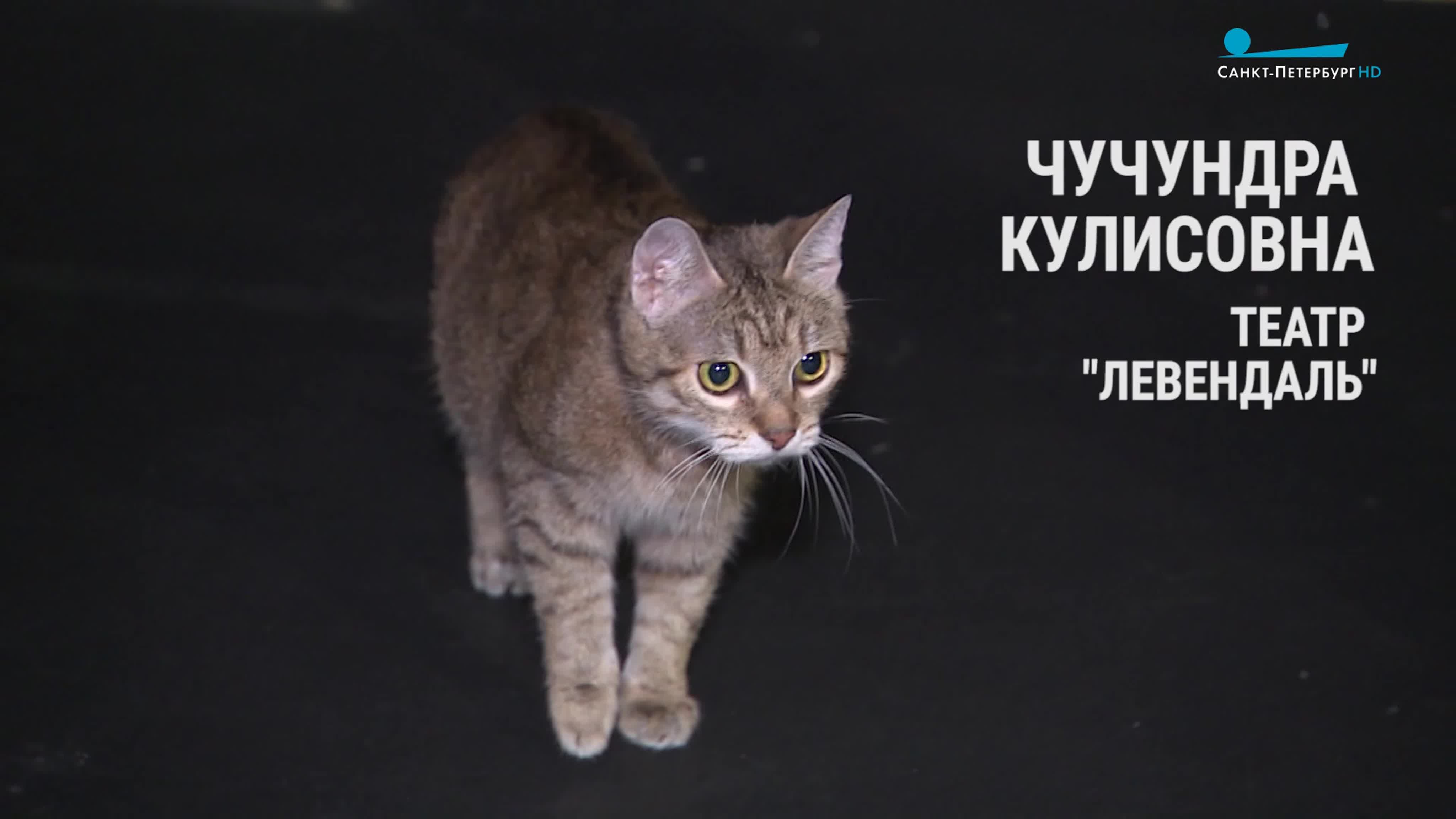 Котохранители