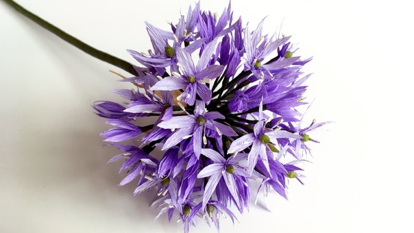Аллиум (Декоративный лук)