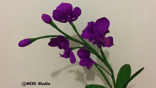 HLSS Media