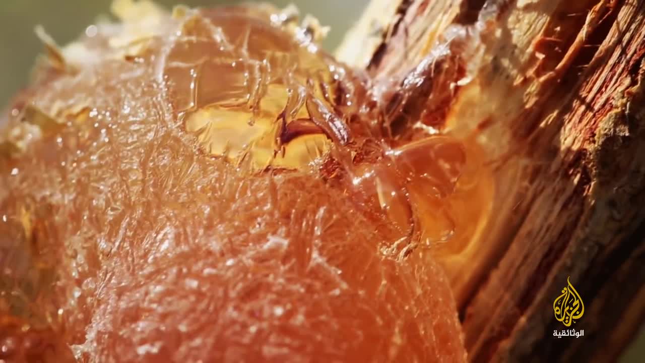 Фильмы на арабском языке