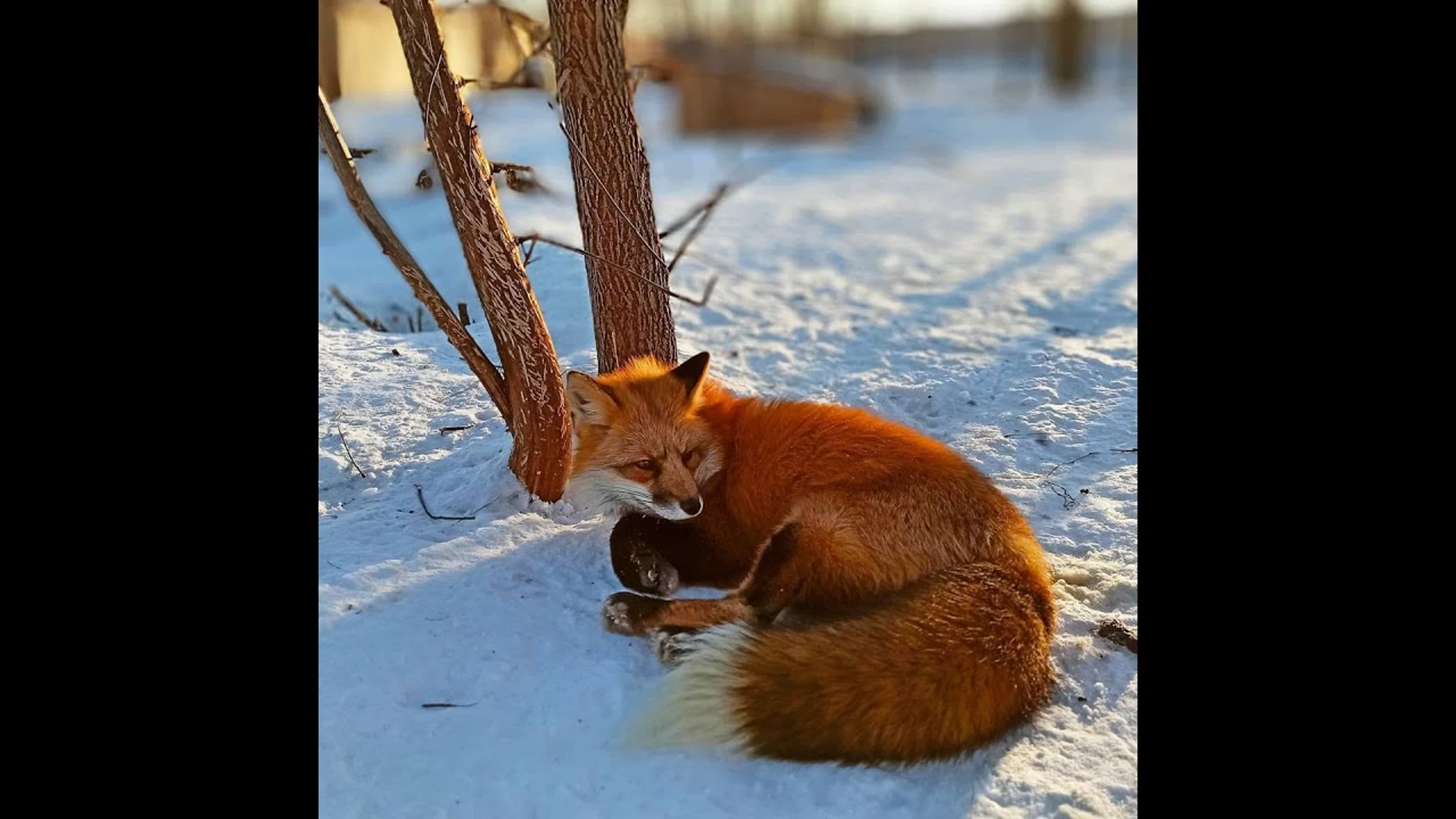 Лисы