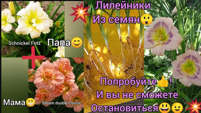 ЦВЕТЫ