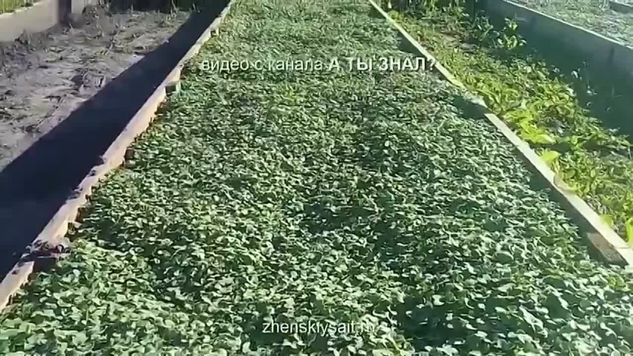 САД, ОГОРОД