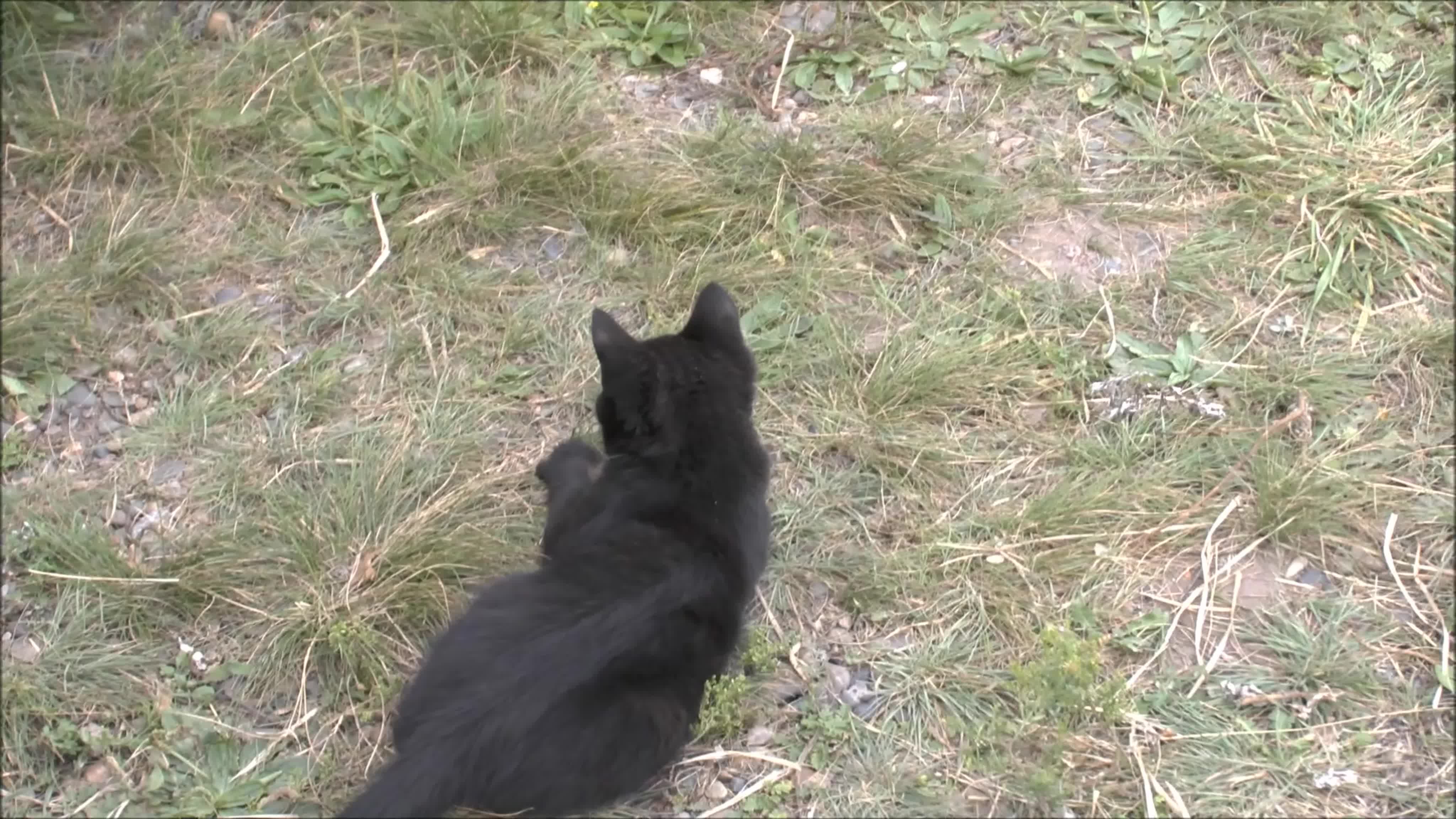 Мои коты